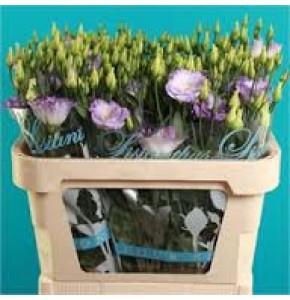 ΛΥΣΙΑΝΘΟΣ ΔΙΧΡΩΜΟΣ ΜΠΛΕ  LYSIANTHUS VLAM BLAUW E VULKAN